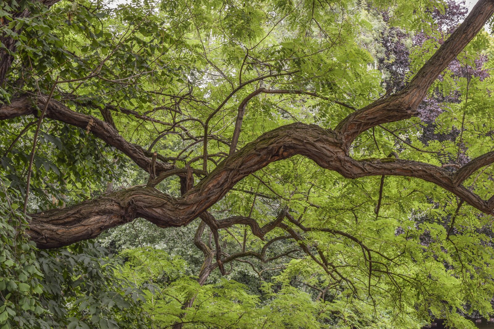 Nikon D3300 sample photo. Tree, branch, nature photography