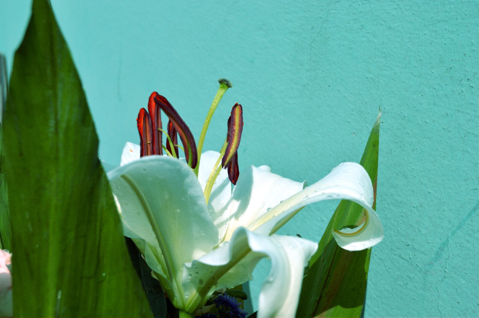 Nikon D3200 sample photo. Lilies, flowers, white photography