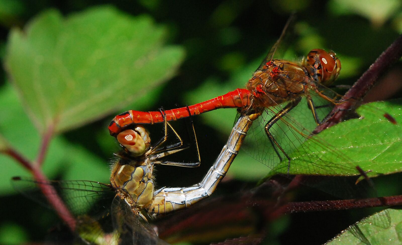Nikon D80 sample photo. Dragonfly, nature, summer photography