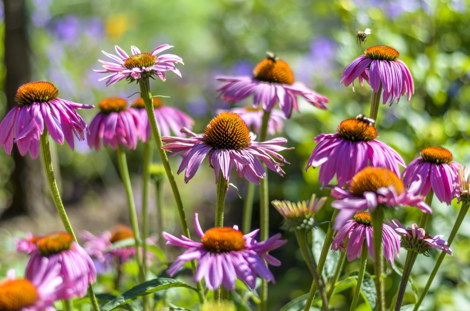 Nikon D5100 sample photo. Bees, worker bee, coneflowers photography