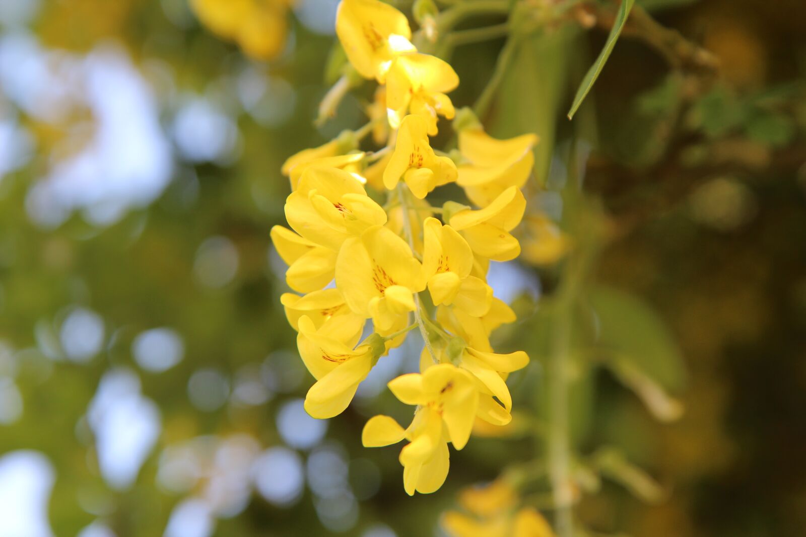 Canon EOS 600D (Rebel EOS T3i / EOS Kiss X5) sample photo. Laburnum, laburnum yellow, shrub photography