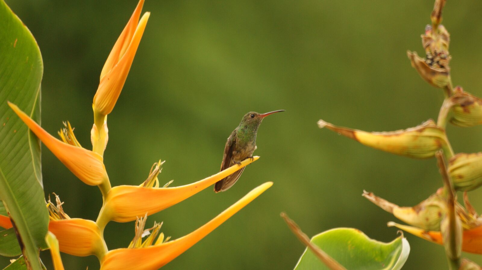 Sony Alpha DSLR-A390 sample photo. Birds, nature, armenia photography