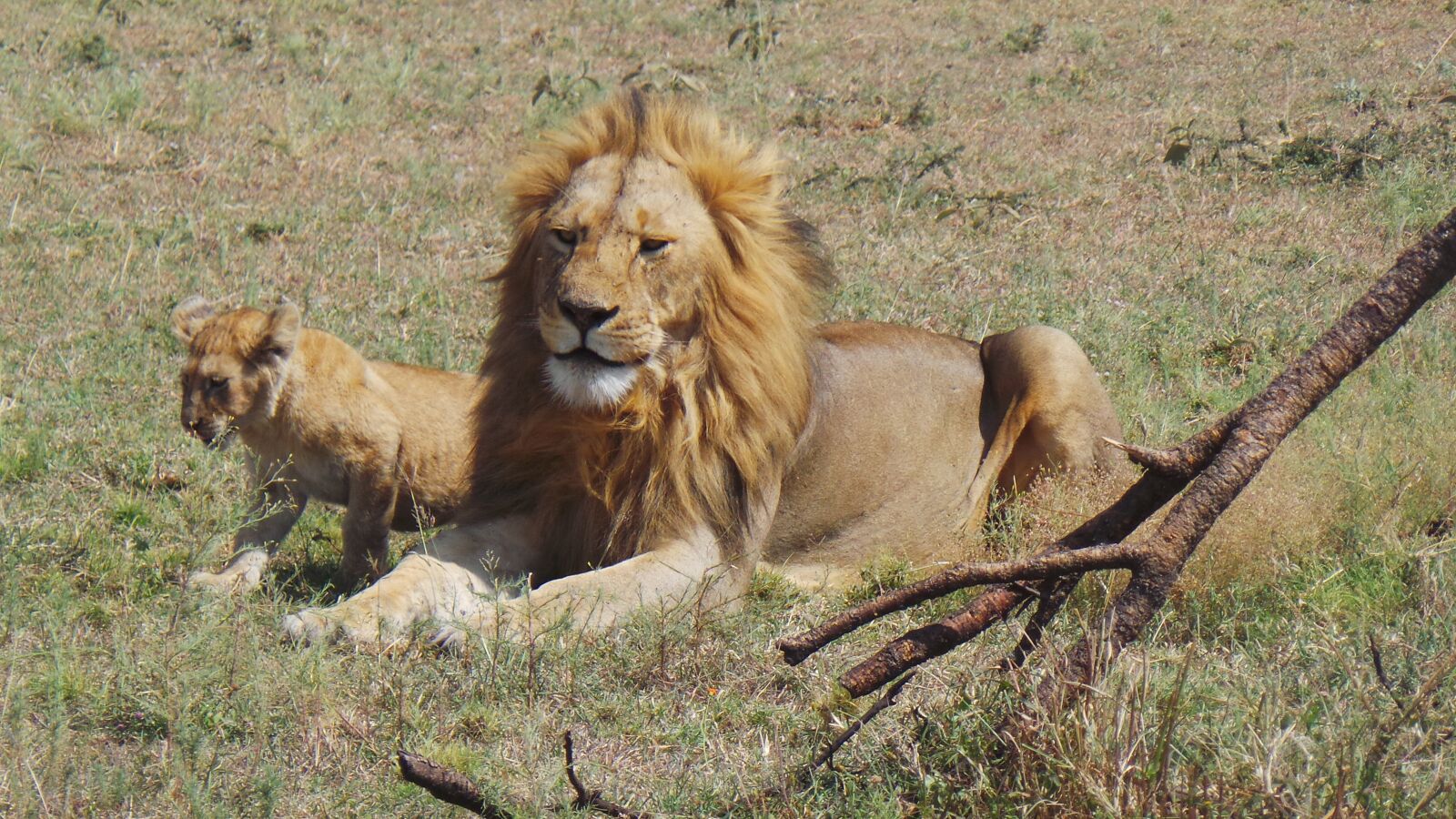 Samsung Galaxy Camera (Wi-Fi) sample photo. Lion, africa, savannah photography