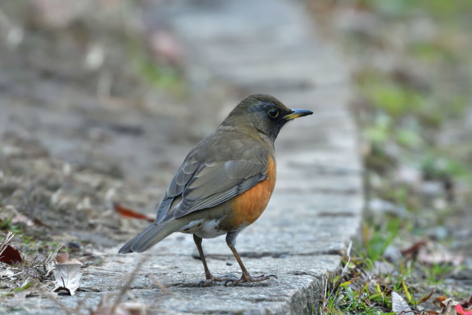 Nikon D500 sample photo. Natural, wild animals, bird photography