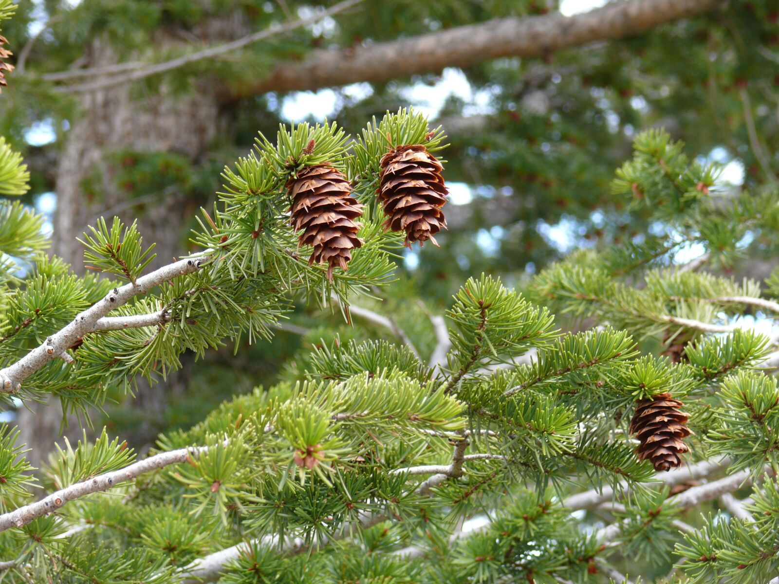 Panasonic DMC-FZ50 sample photo. Pinecones, nature, fir tree photography