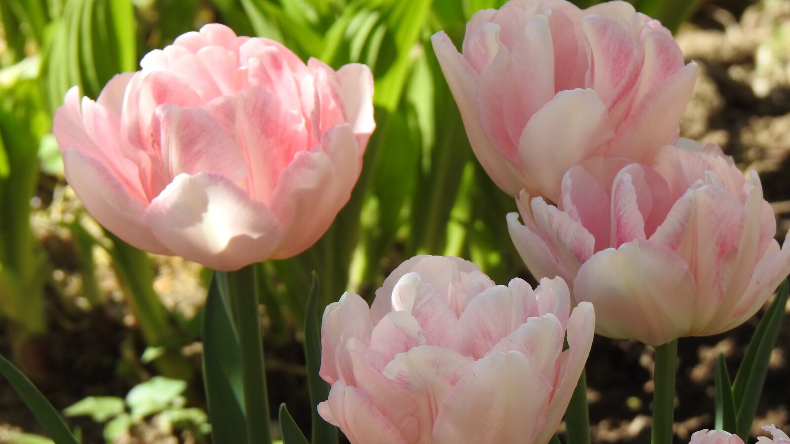 Nikon Coolpix P900 sample photo. Tulips, pink, spring photography