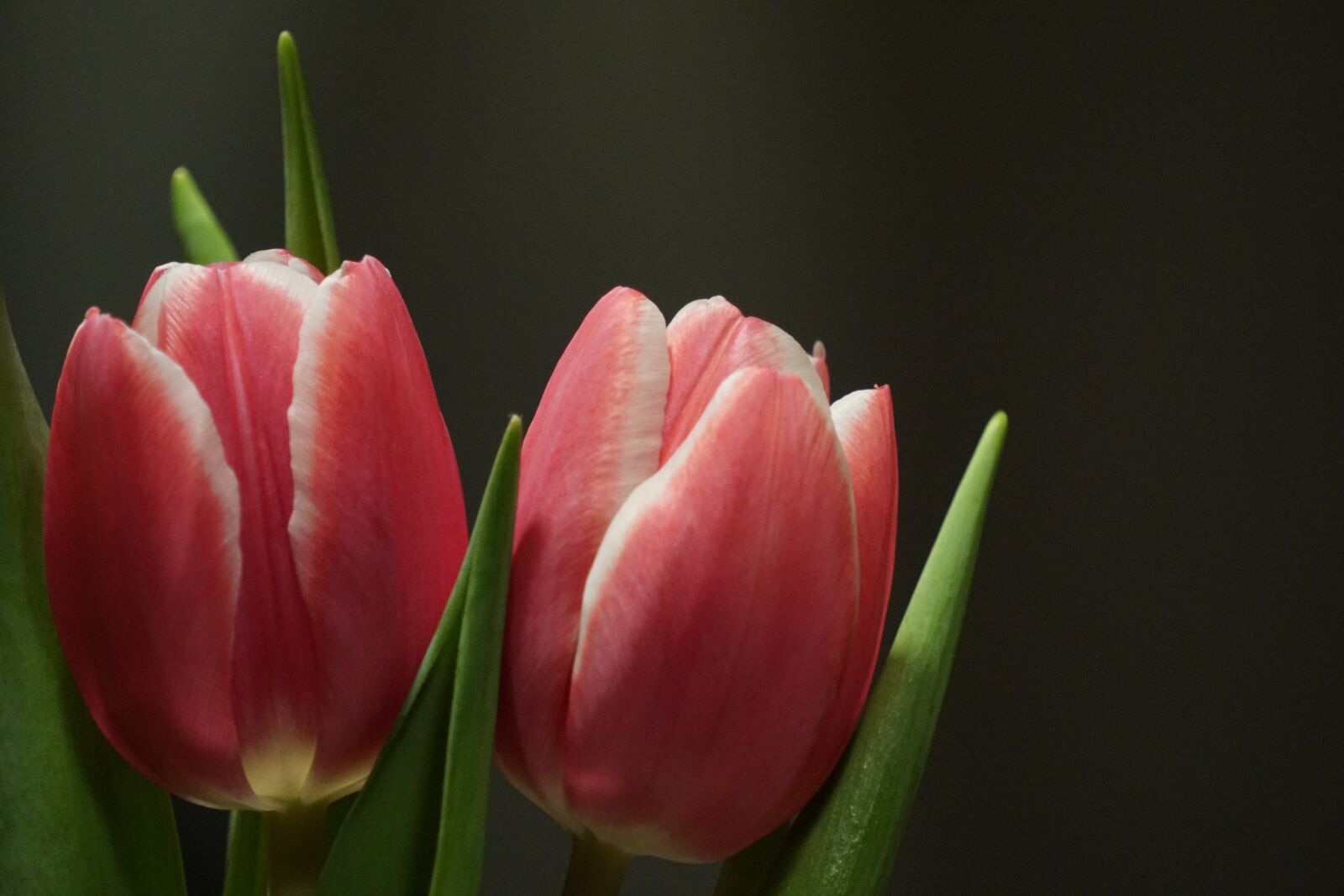 Sony a6000 sample photo. Tulips, flowers, bouquet photography