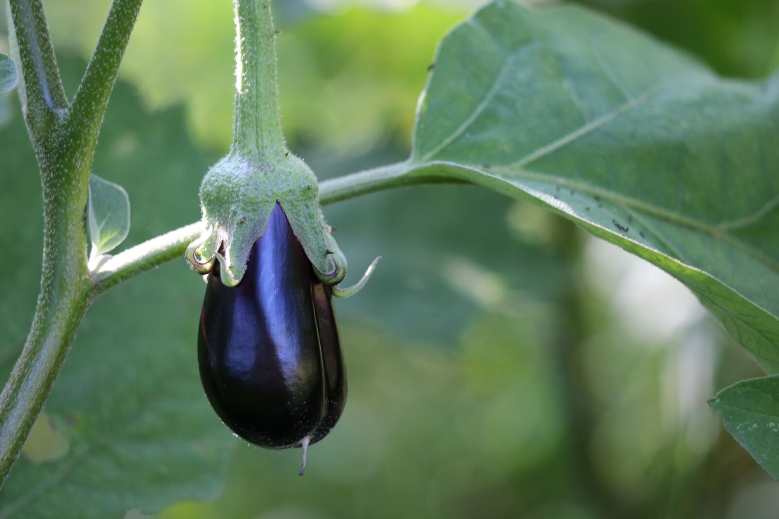 Canon EF 70-300 F4-5.6 IS II USM sample photo. Egg plant, solanum melongena photography