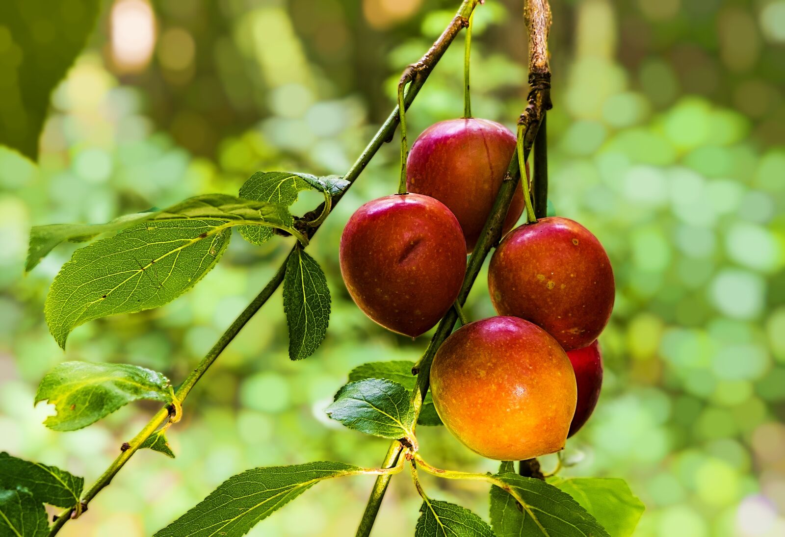 Sony a6300 + Sigma 30mm F2.8 EX DN sample photo. Fruit, red, plant photography