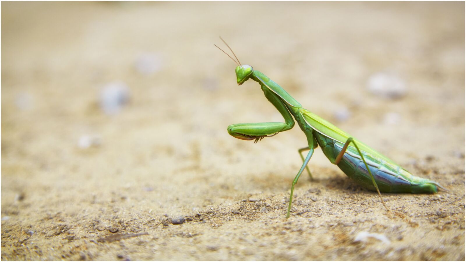 Canon EOS 5D Mark III sample photo. Insect, fauna, nature photography
