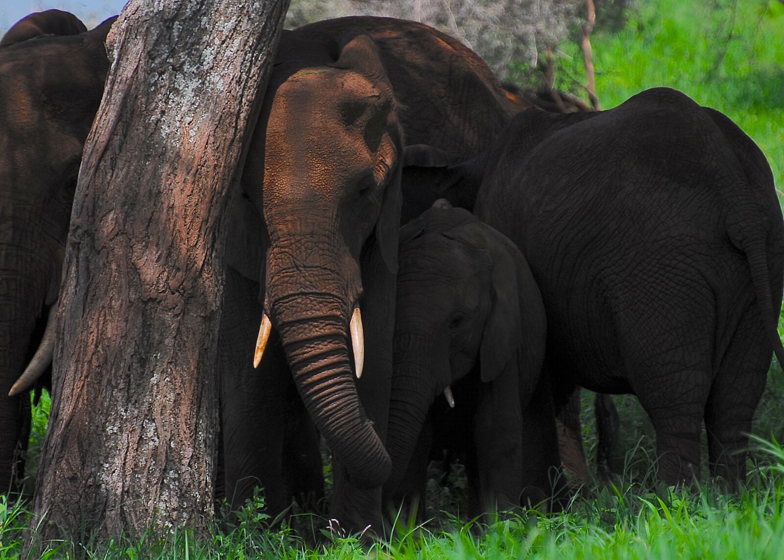 Nikon D200 sample photo. Elephant, africa, safari photography
