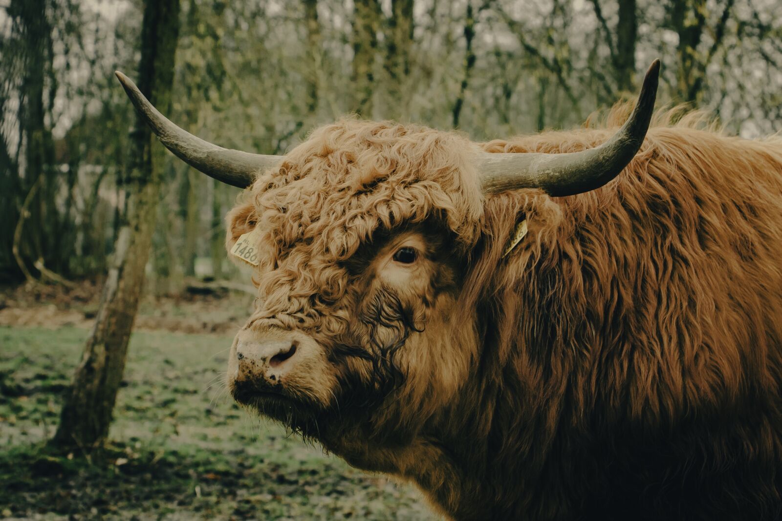 Canon EOS 40D + Canon EF 70-300mm F4-5.6L IS USM sample photo. Cow, scot, highlander photography