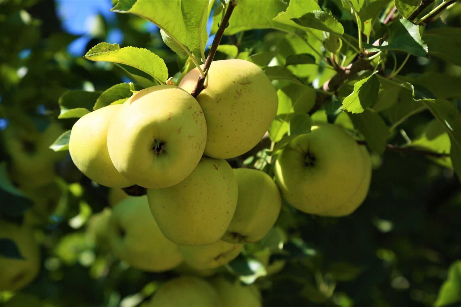 Canon EF 24-105mm F4L IS USM sample photo. Apples, fruit, garden photography
