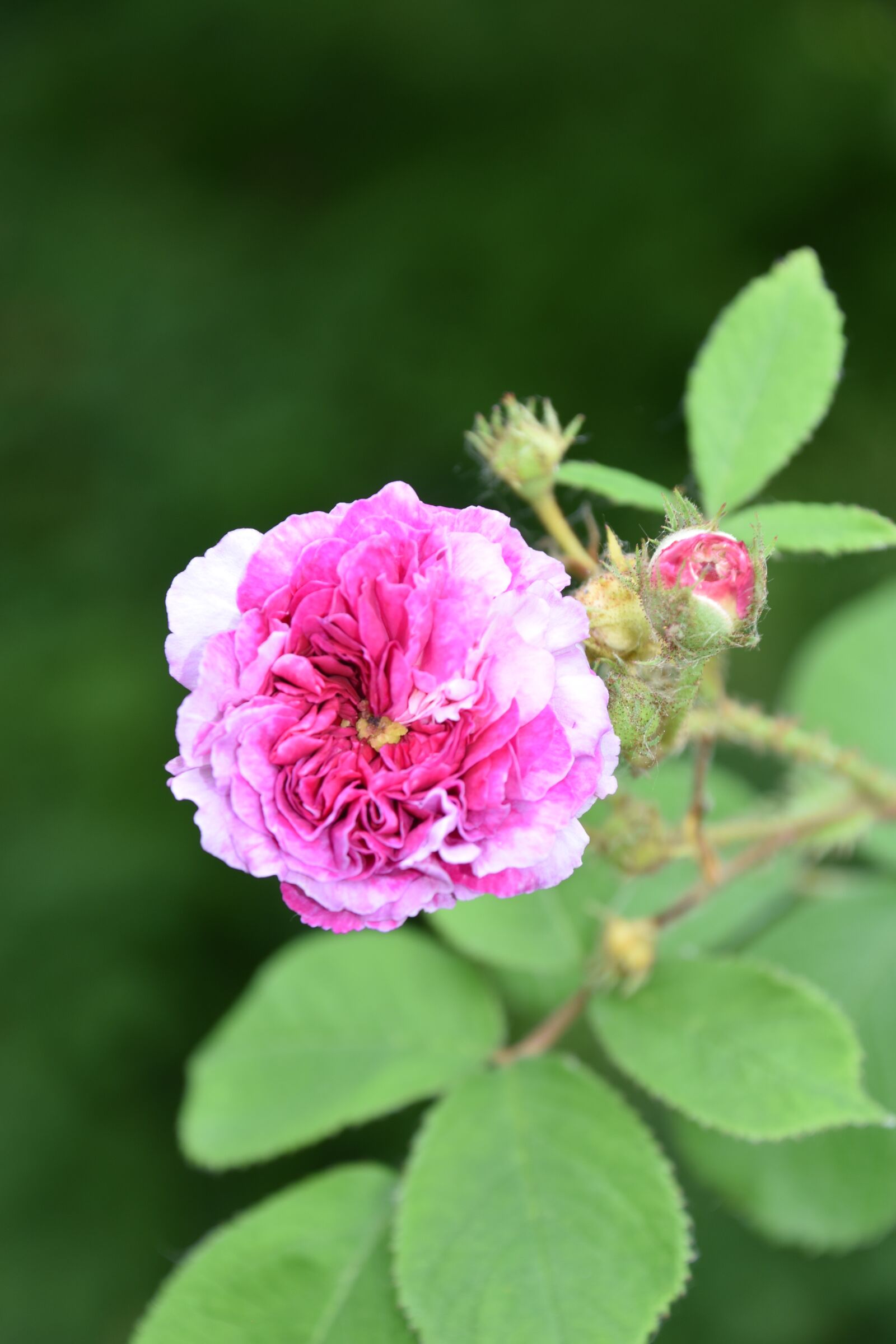 Nikon D5600 sample photo. Pink, flower, plant photography