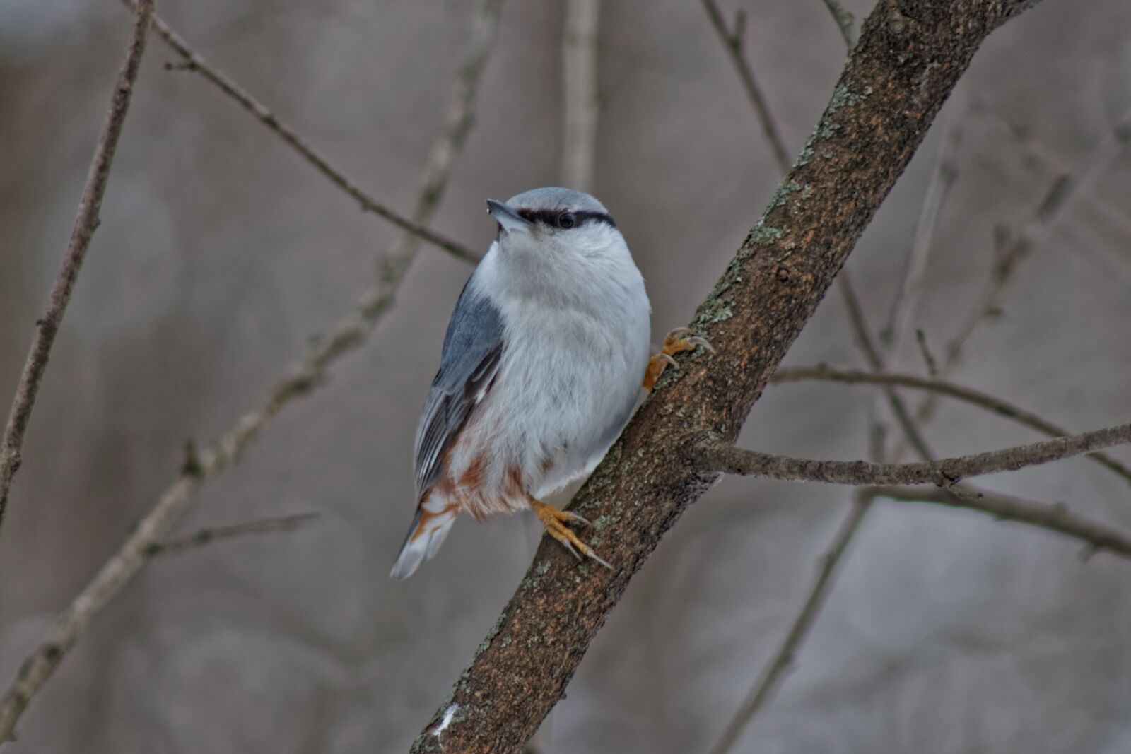 Canon EOS 500D (EOS Rebel T1i / EOS Kiss X3) sample photo. Bird, ornithology, garden photography