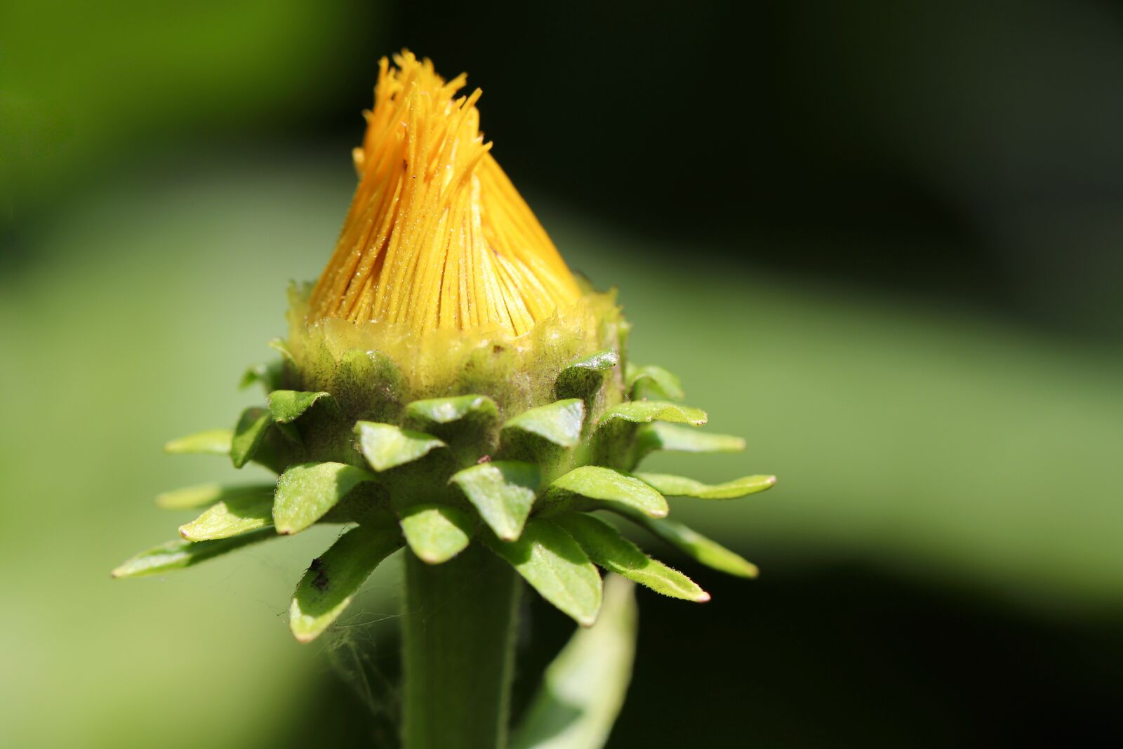 Canon EOS 800D (EOS Rebel T7i / EOS Kiss X9i) sample photo. Flowers, petals, herb photography
