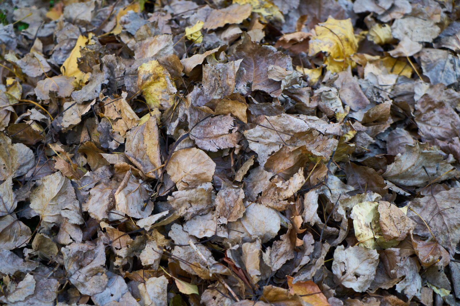 Sony a7R II sample photo. Autumn, the leaves are photography