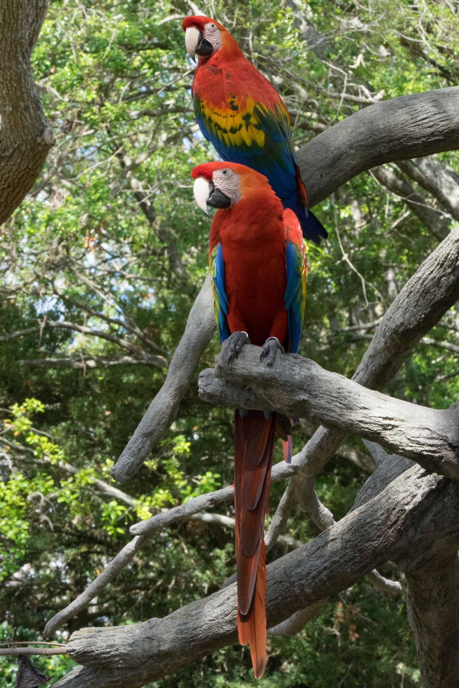 Sony a7 II + Sony FE 70-200mm F4 G OSS sample photo. Bird, parrot, red photography