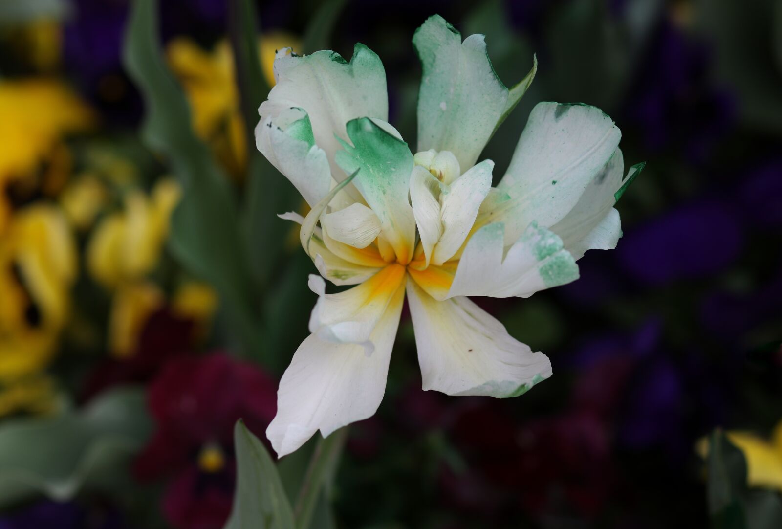Canon EF 85mm F1.8 USM sample photo. Tulip, white, garden photography