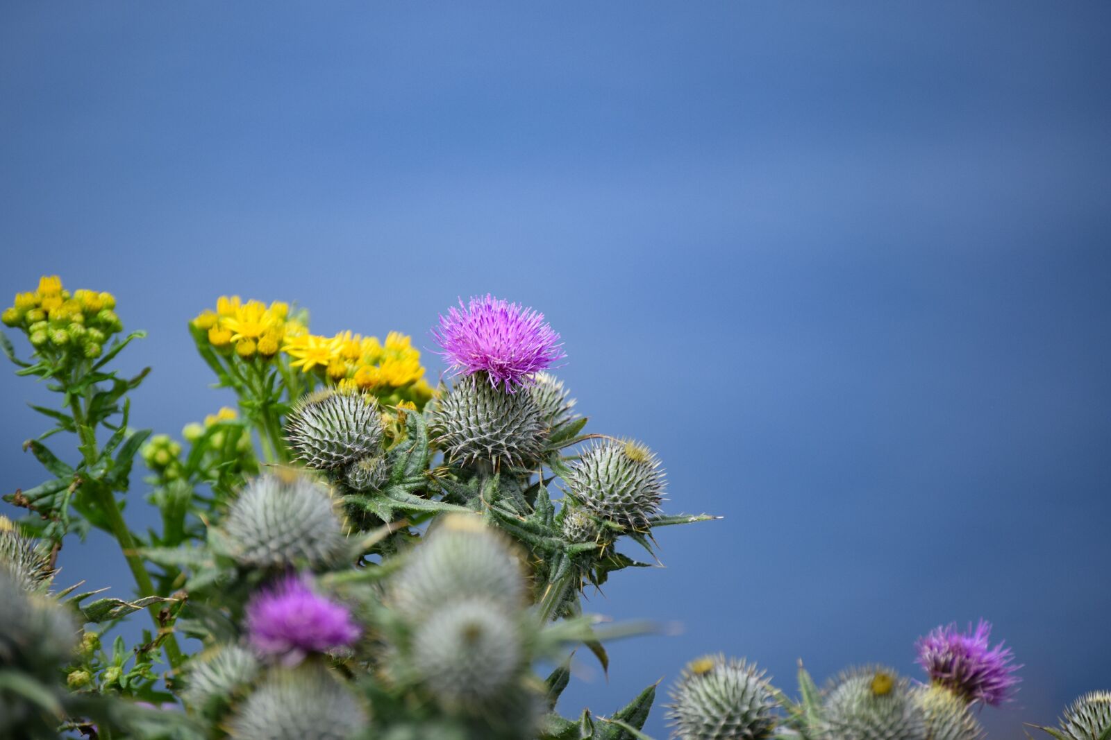 Nikon D3300 sample photo. Title, sea, flower photography
