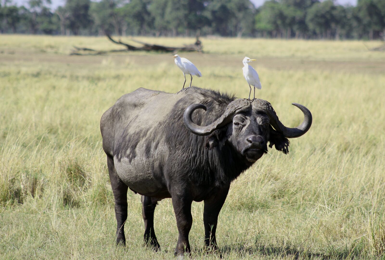 Canon EF75-300mm f/4-5.6 sample photo. Buffalo, africa, kenya photography