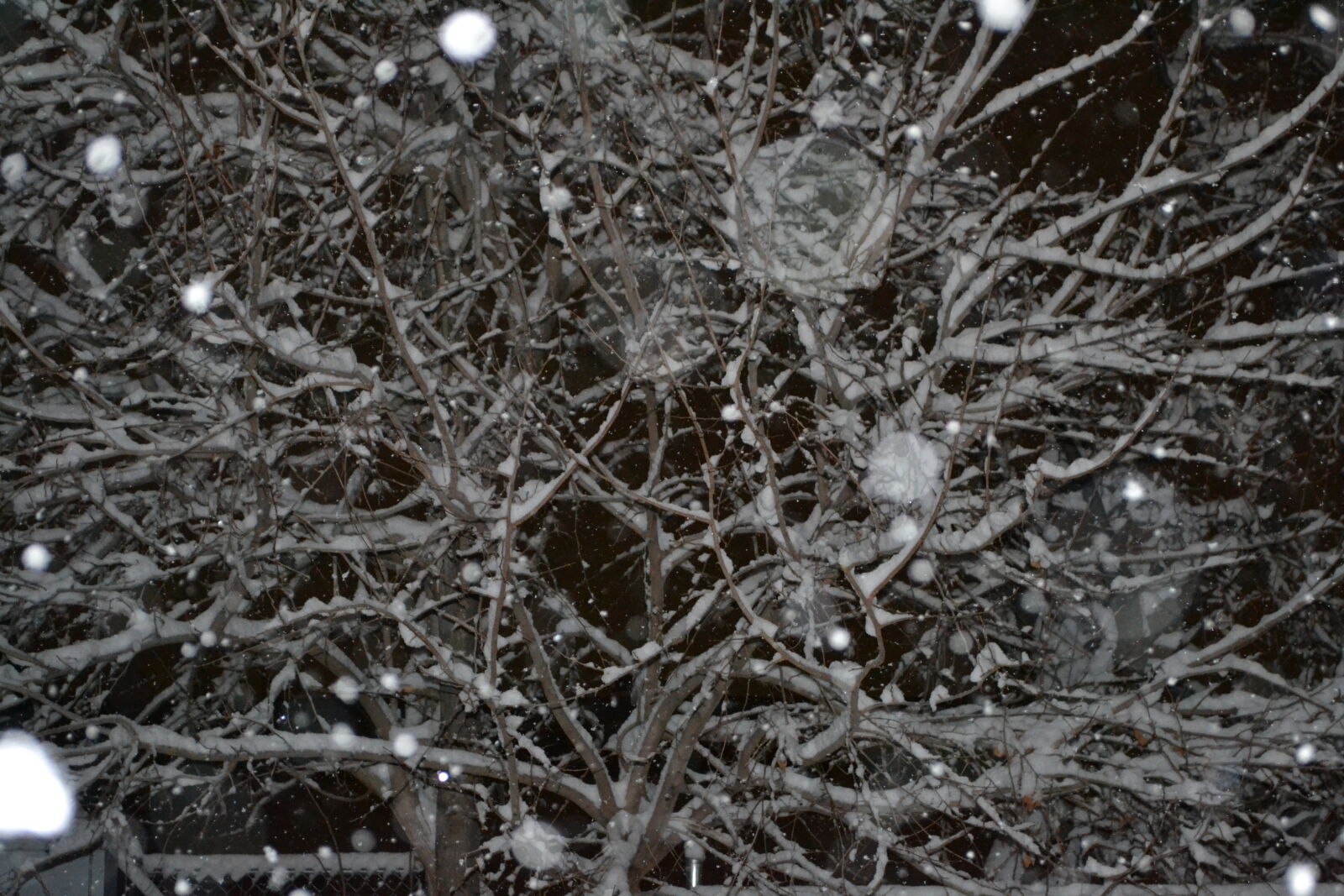 Nikon D3100 sample photo