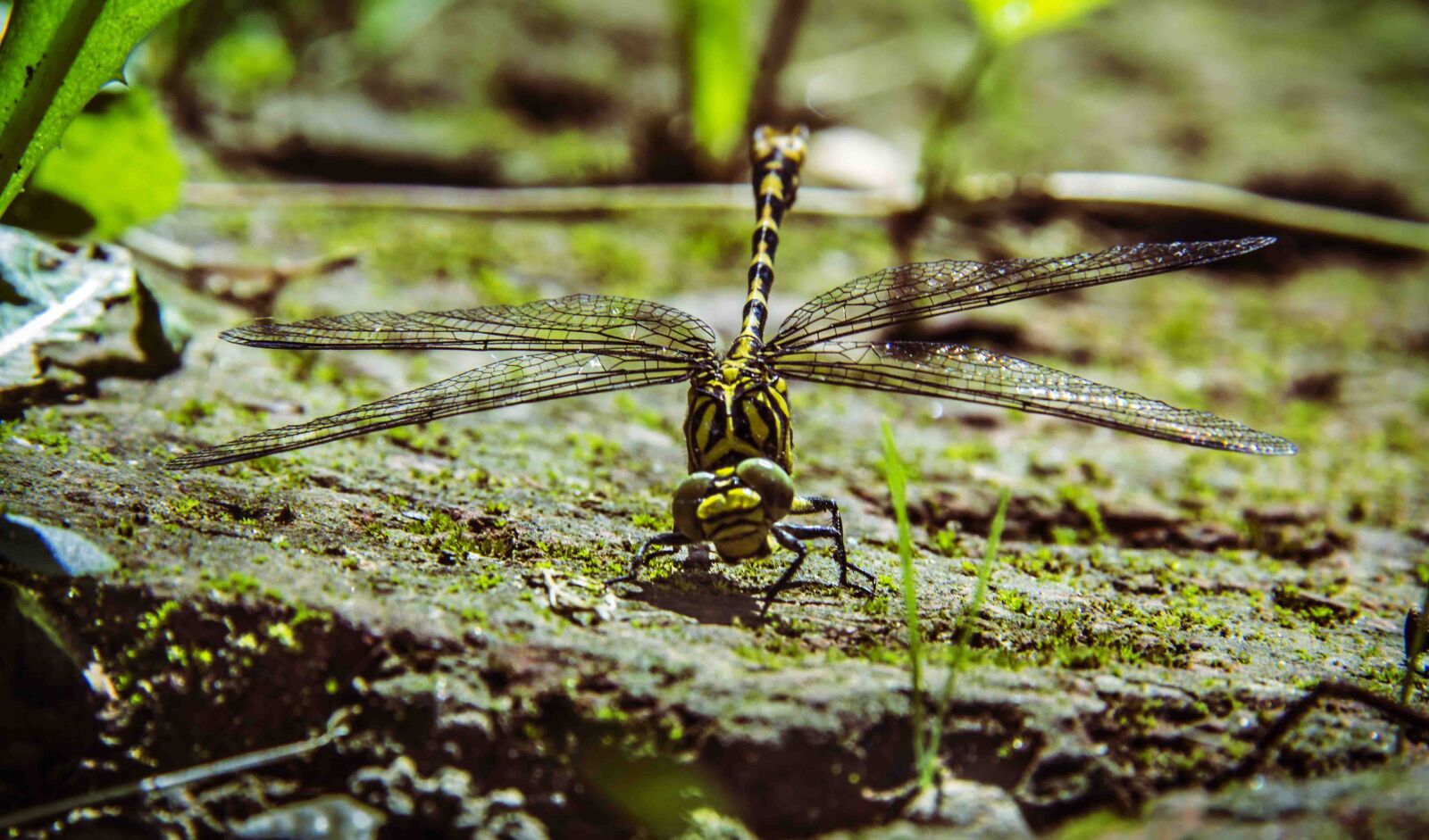 Canon EF-S 18-200mm F3.5-5.6 IS sample photo. Dragonfly, tiger photography