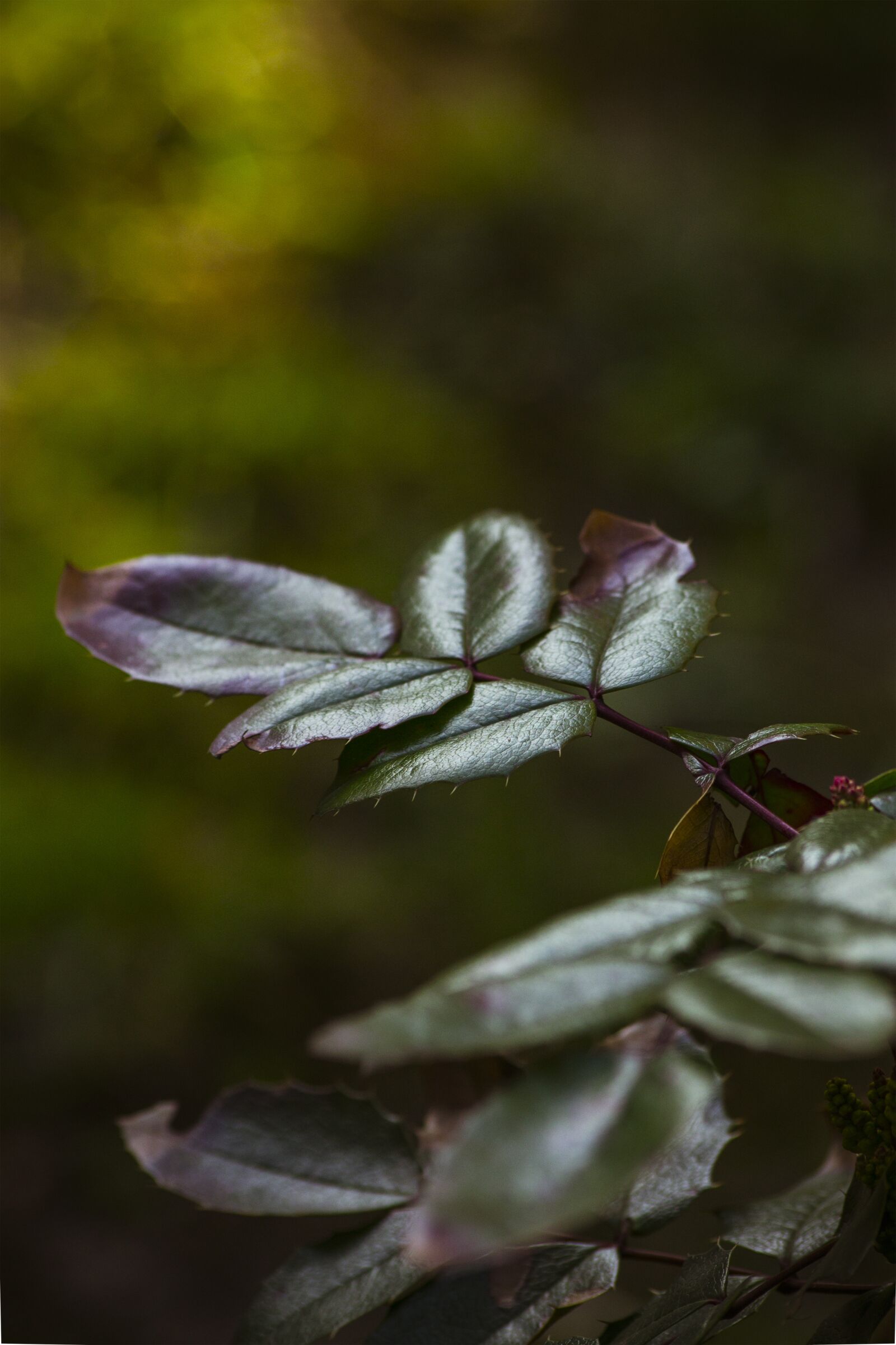 Canon EOS 1100D (EOS Rebel T3 / EOS Kiss X50) sample photo. Foliage, branch, picnic photography