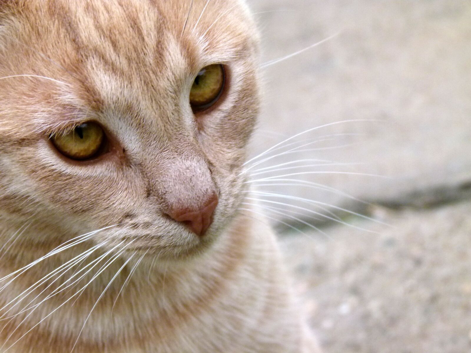 Panasonic Lumix DMC-FZ100 sample photo. Cat, pet, animal photography