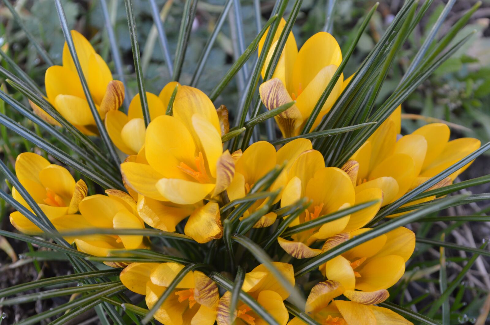Nikon D3200 sample photo. Crocus, yellow, spring photography