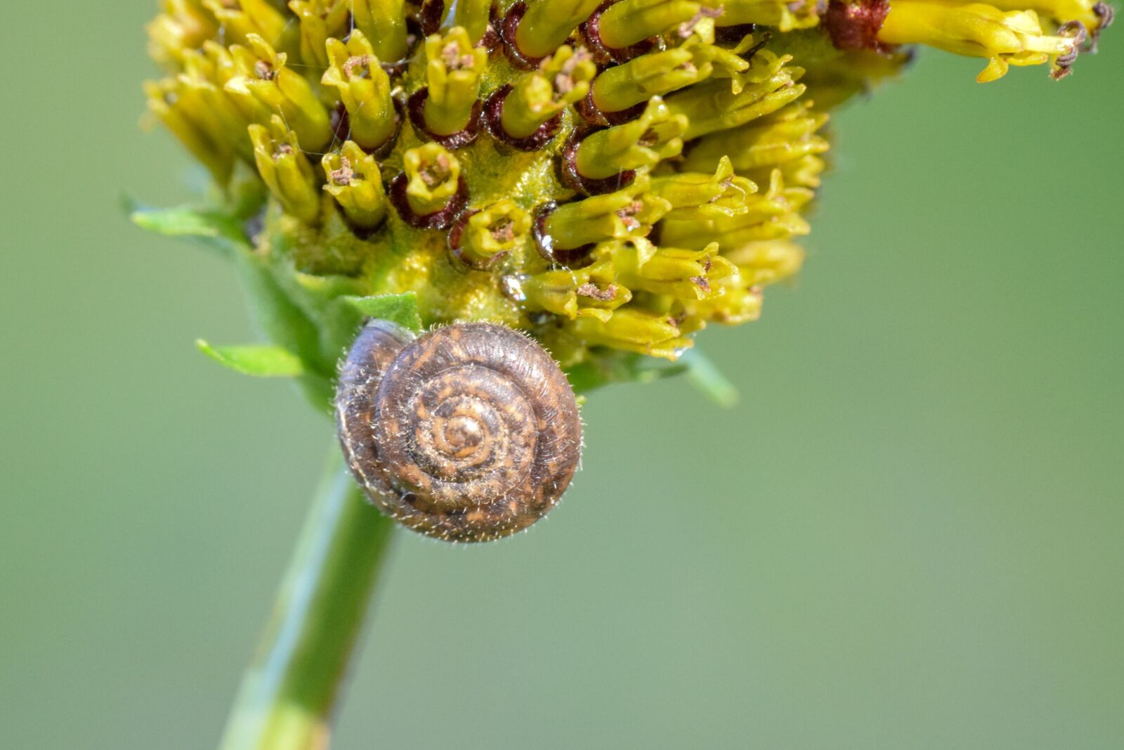 Nikon D3300 sample photo. Seashell, spiral, structure photography