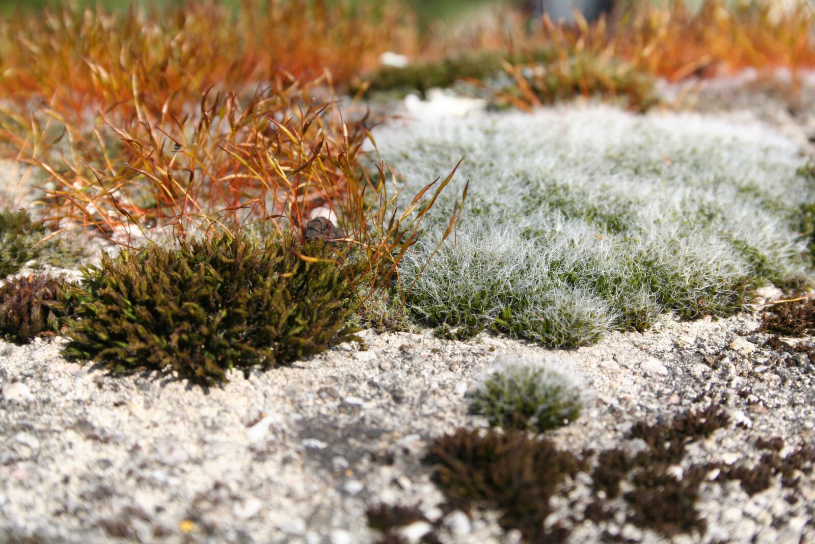 Canon EOS 350D (EOS Digital Rebel XT / EOS Kiss Digital N) sample photo. Moss, plant, fouling photography