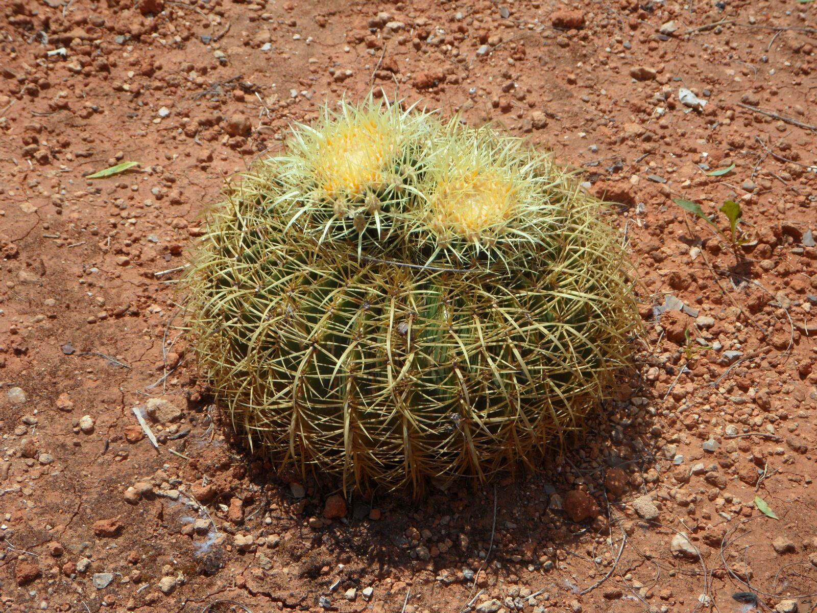 Samsung VLUU WB210, SAMSUNG WB210 sample photo. Cactus, ball cactus, cactus photography