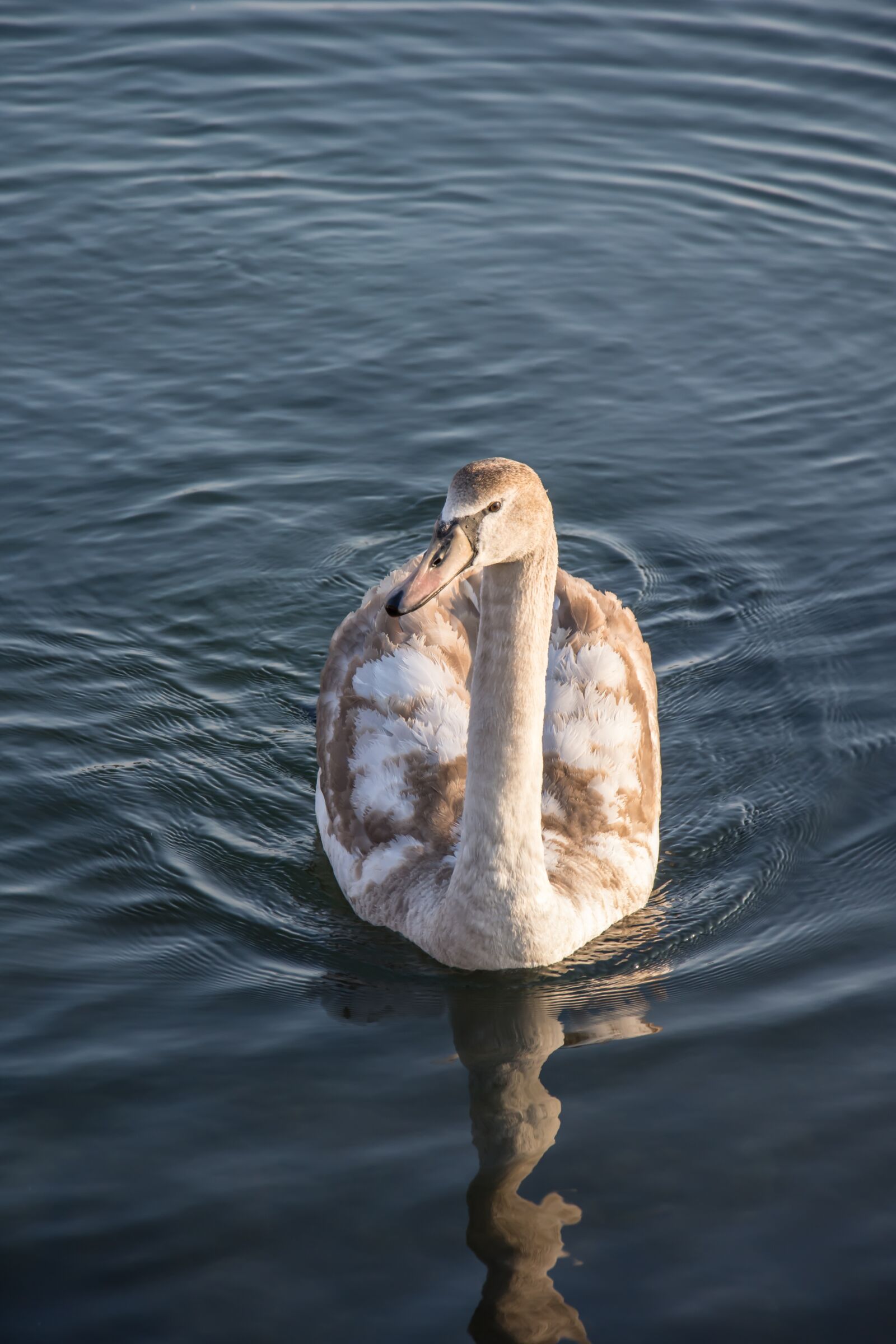 Nikon D7200 sample photo. Swan, sea, nature photography