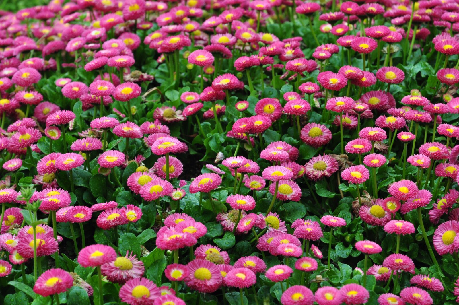 Nikon D5000 sample photo. Flower, sea of flowers photography
