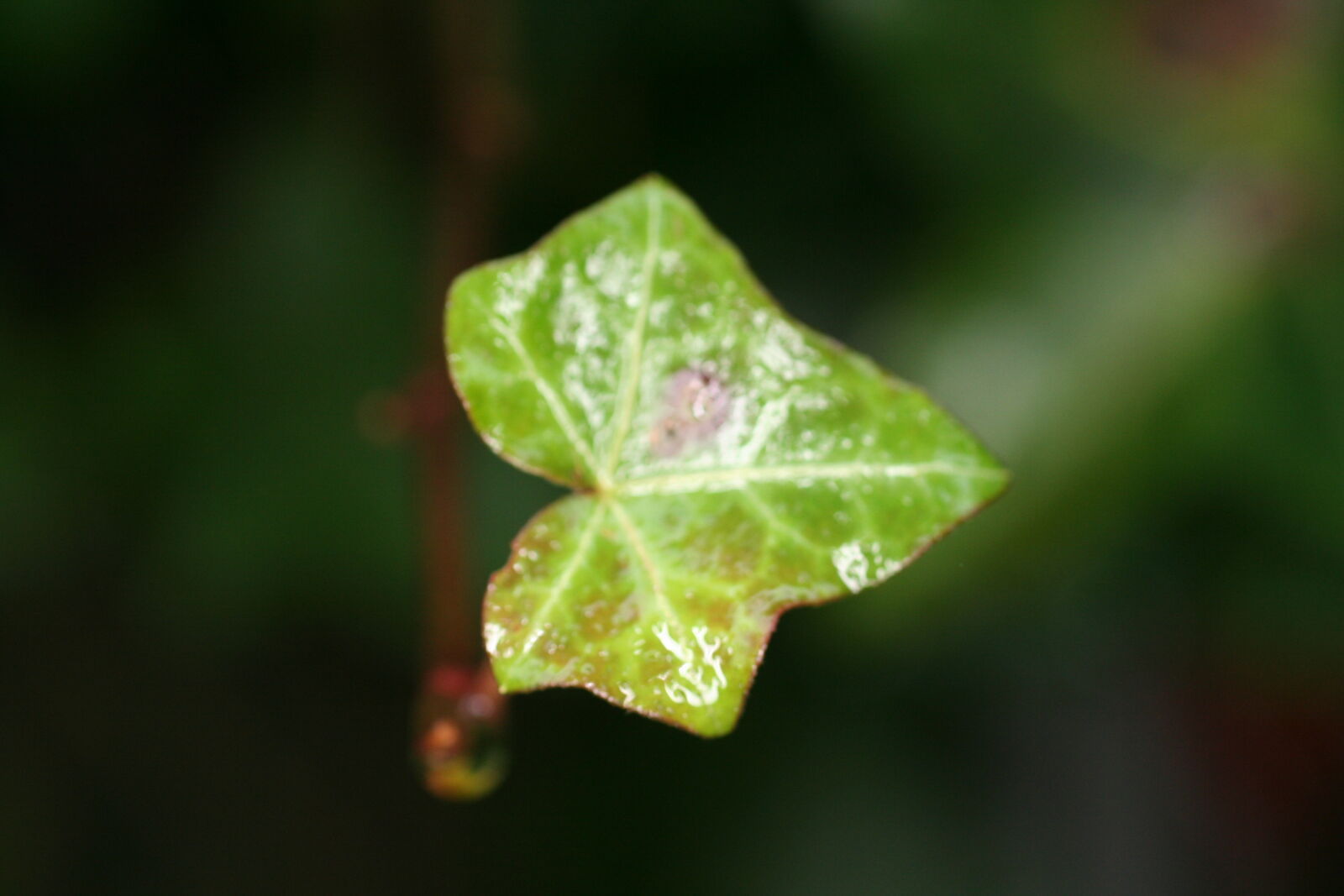 Canon EOS 350D (EOS Digital Rebel XT / EOS Kiss Digital N) sample photo. Green, leaf photography