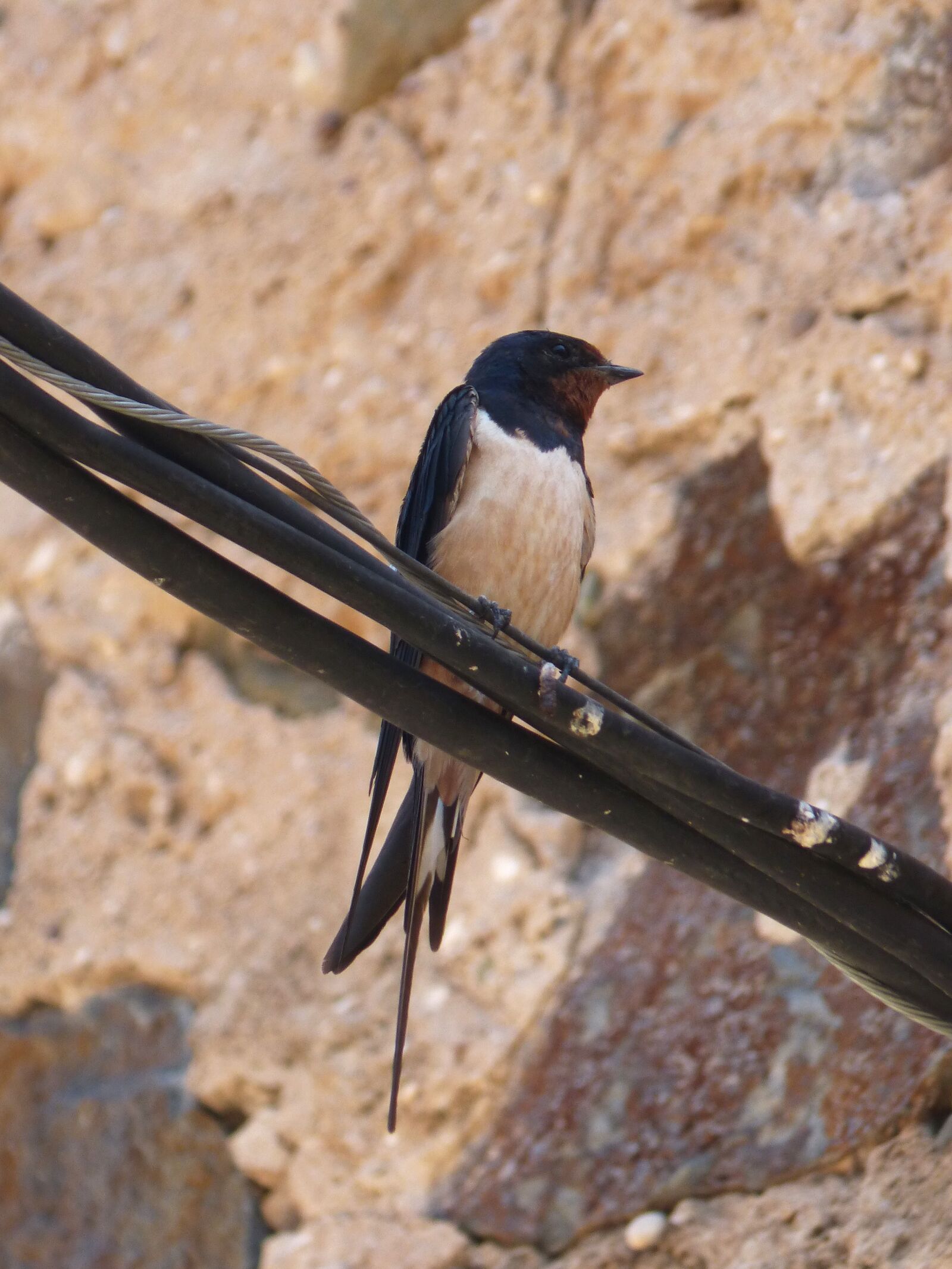 Panasonic DMC-FZ62 sample photo. Swallow, cables, hirundo rustica photography