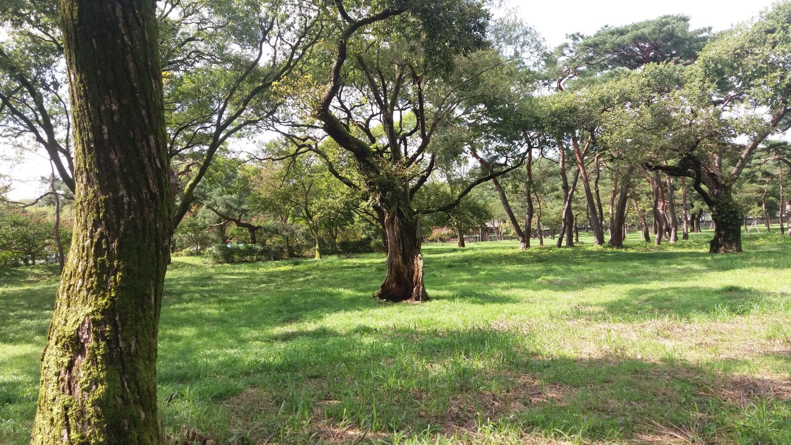 Samsung Galaxy J7 sample photo. Grave, tree, flat photography