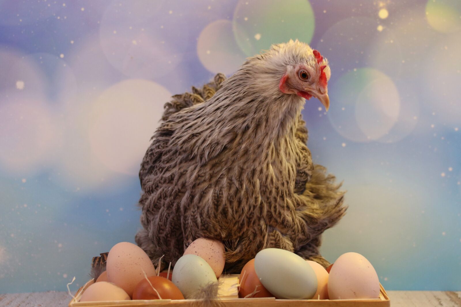Canon EOS 700D (EOS Rebel T5i / EOS Kiss X7i) sample photo. Easter, egg, easter eggs photography
