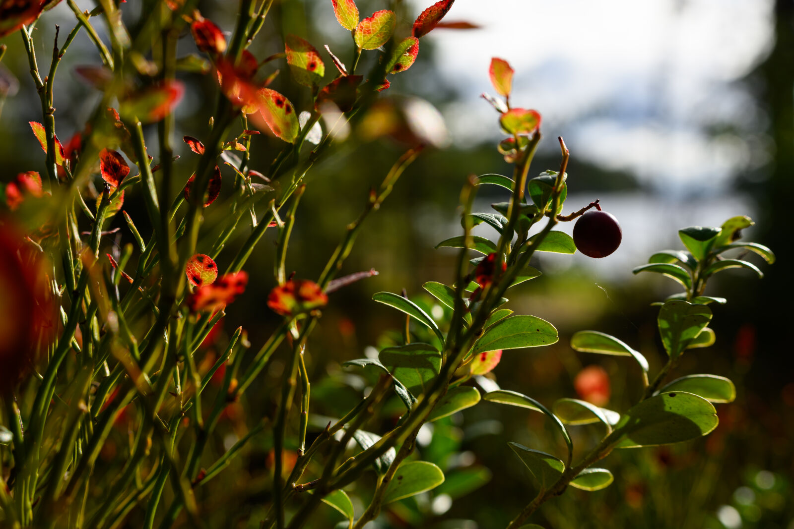 Nikon Z8 sample photo. Plant bokeh photography