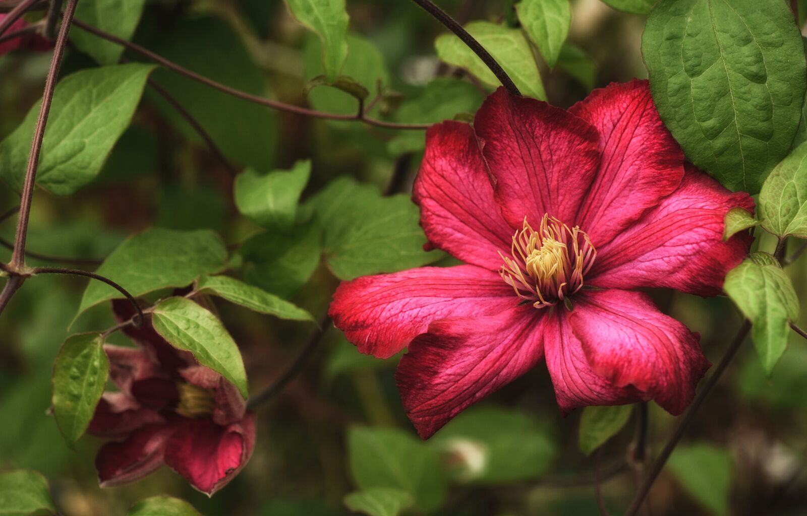 Nikon D3S sample photo. Clematis, plant, flower photography