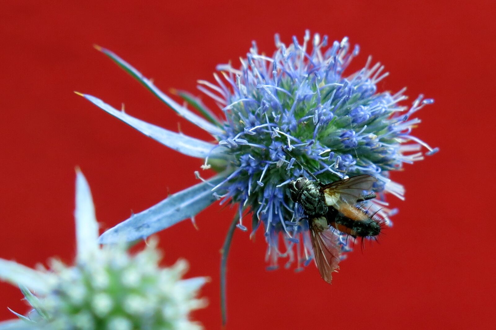 Canon PowerShot G15 sample photo. Blood bee, furrow bee photography