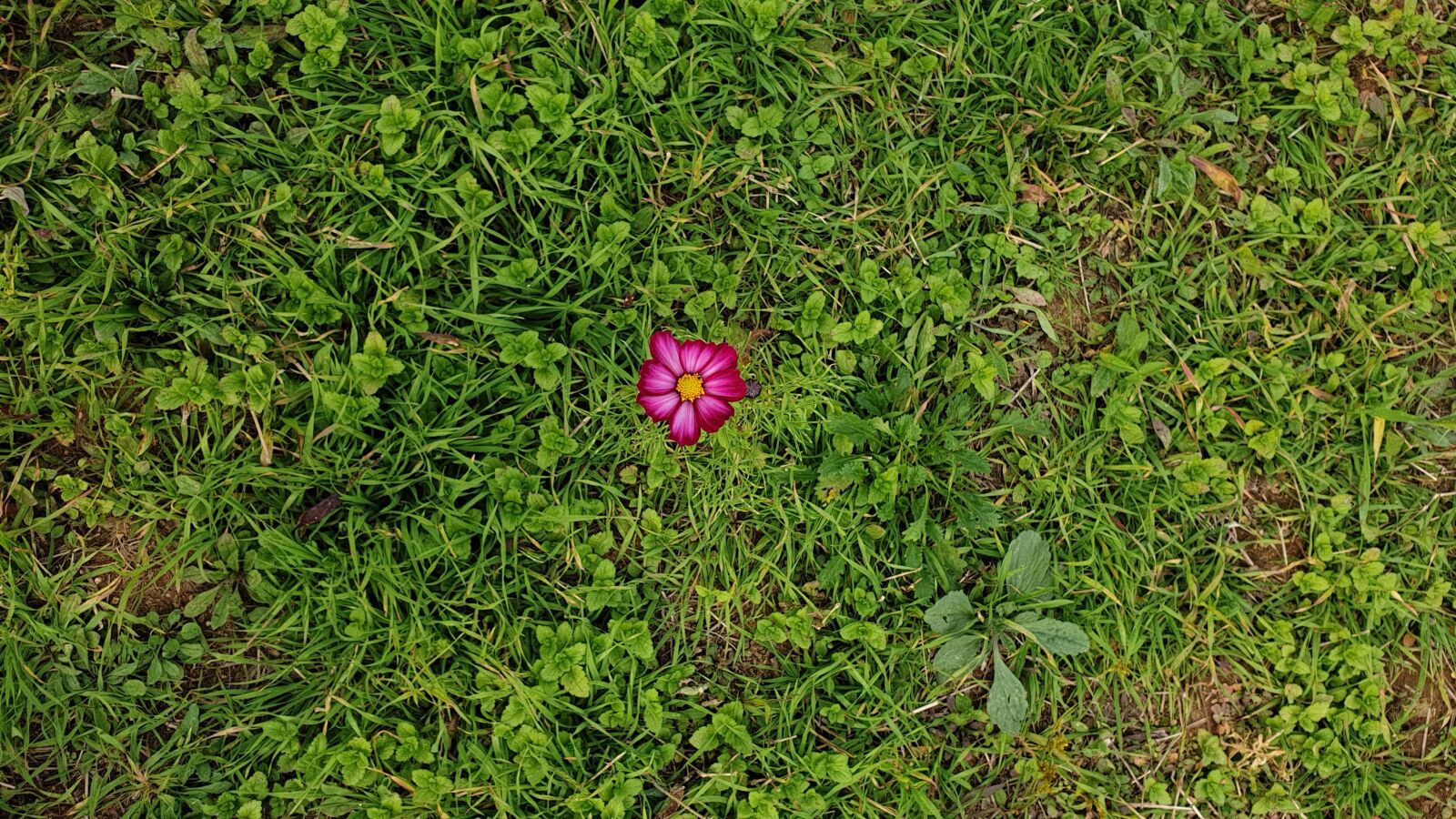 Samsung Galaxy Note9 sample photo. Flower, weed, clover photography