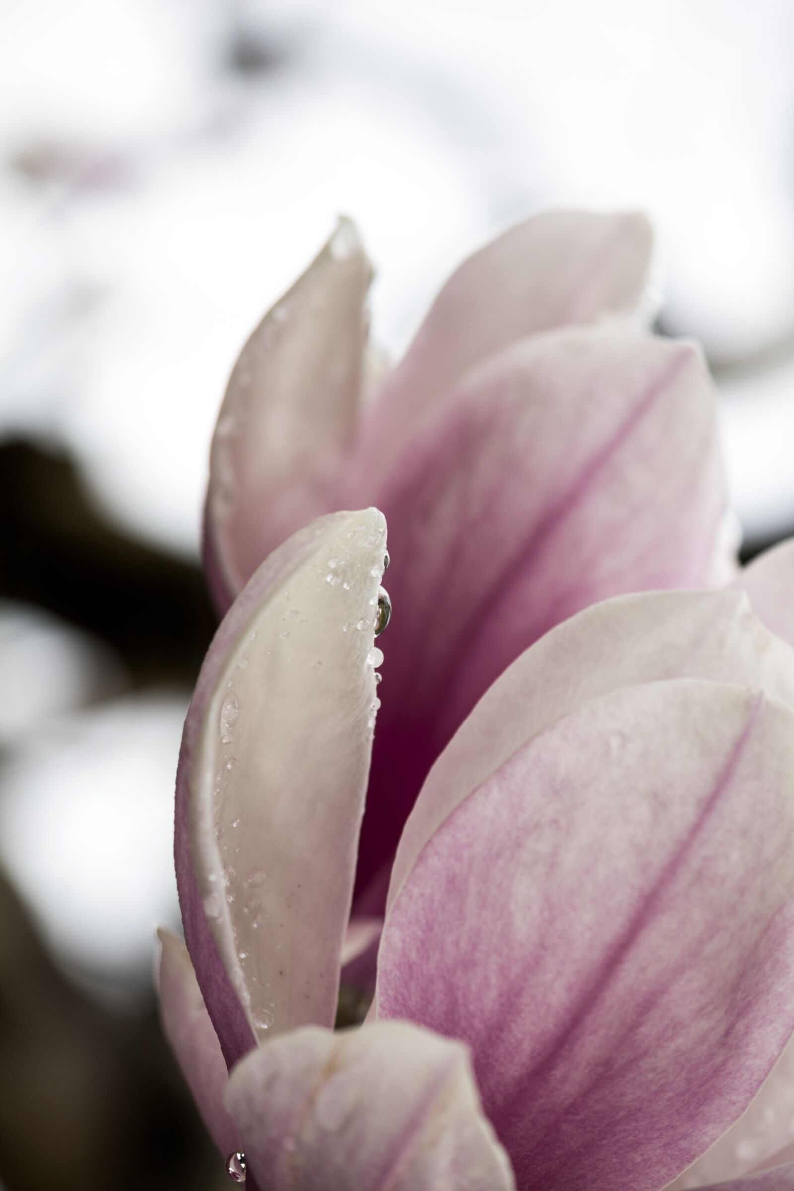 Canon EOS 700D (EOS Rebel T5i / EOS Kiss X7i) sample photo. Flowers, nature, flower photography