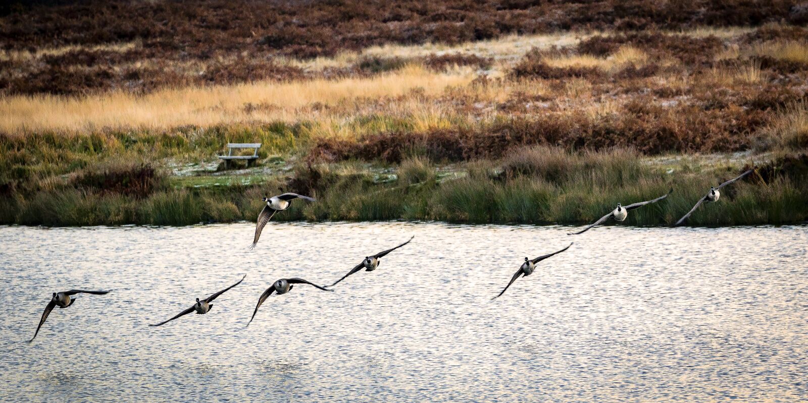 Canon EF 70-300mm F4-5.6L IS USM sample photo. Flying, birds, geese photography