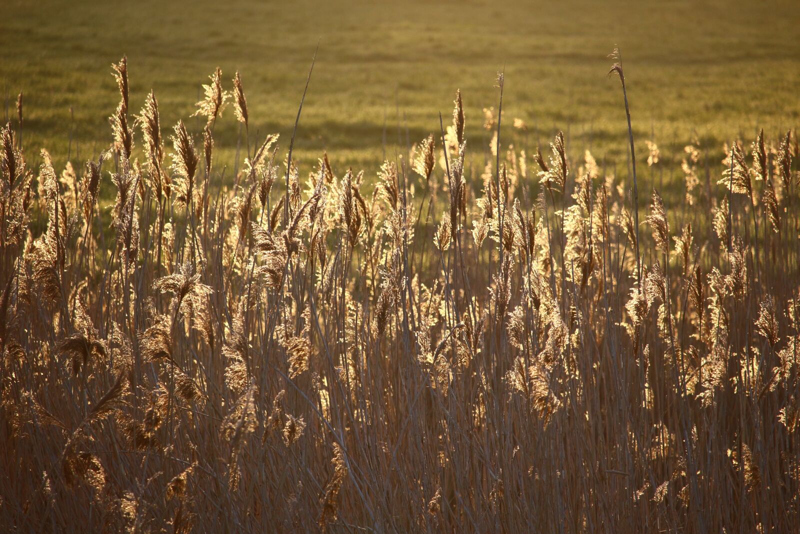 Canon EOS 100D (EOS Rebel SL1 / EOS Kiss X7) sample photo. Reed, sunlight, morning light photography