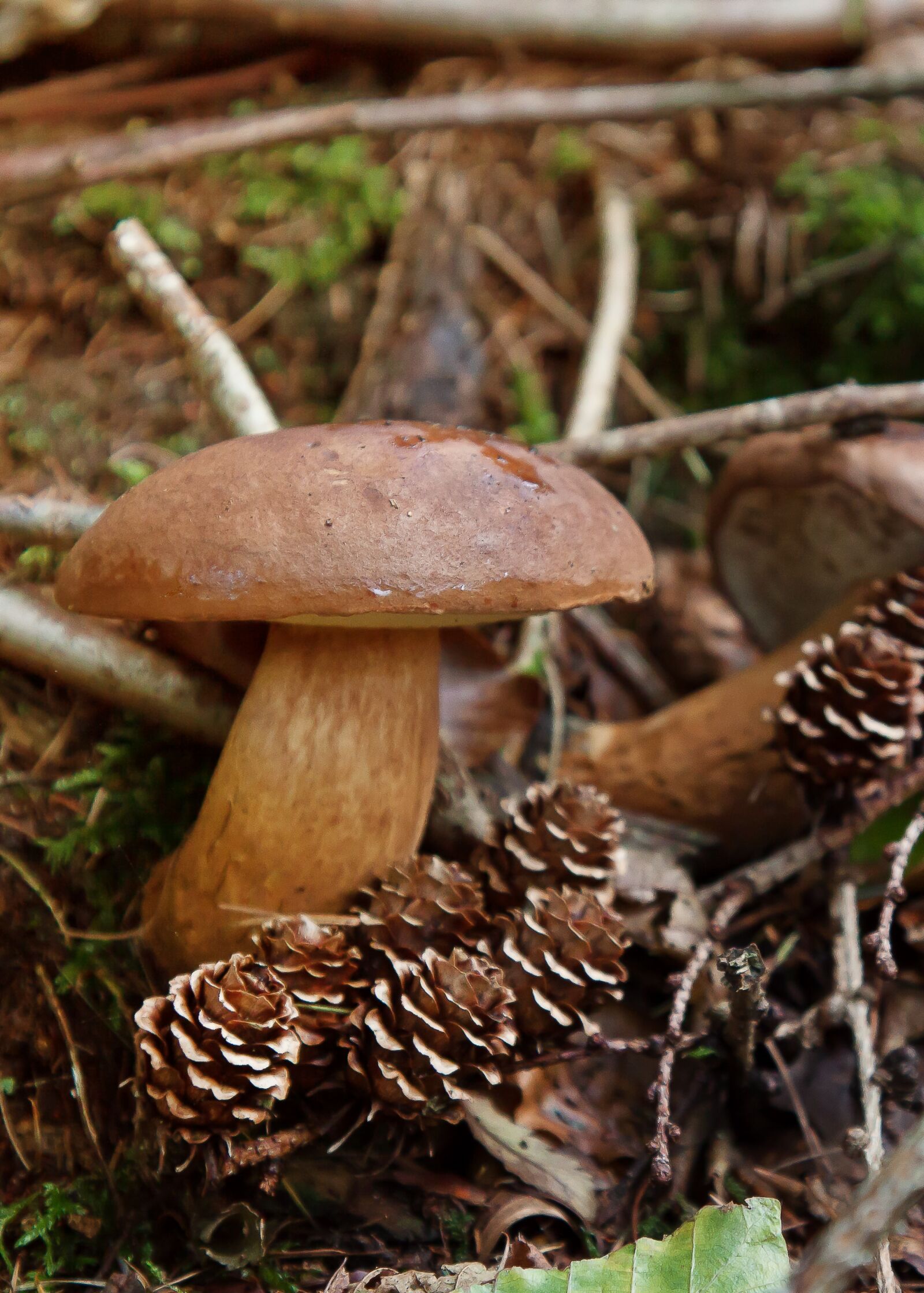 Canon EOS 50D + Canon EF 24-105mm F4L IS USM sample photo. Mushrooms, moss, forest photography