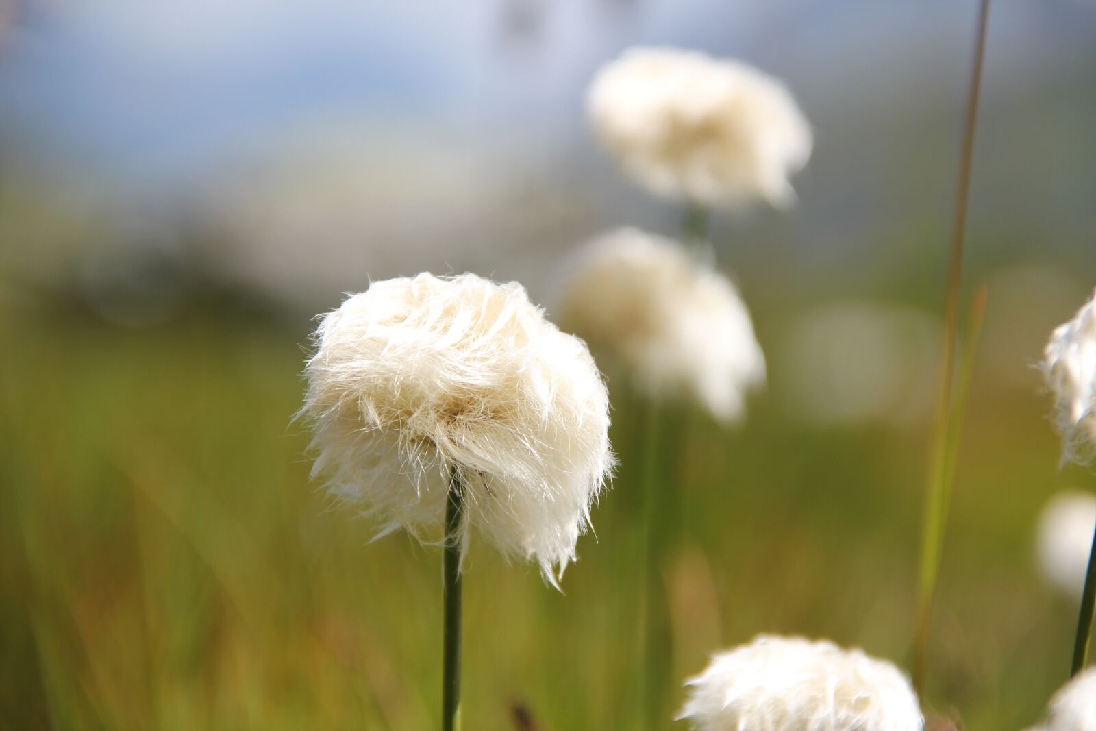 Canon EOS 550D (EOS Rebel T2i / EOS Kiss X4) sample photo. Cottongrass, mountains, alpine photography