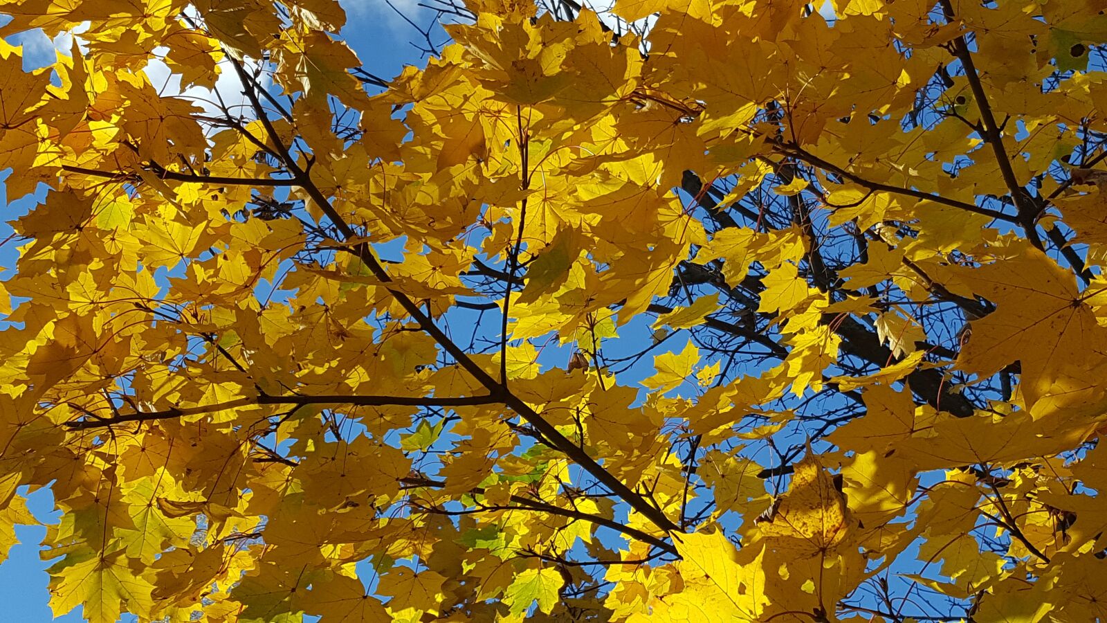 Samsung Galaxy S6 sample photo. Autumn, maple, september leaves photography