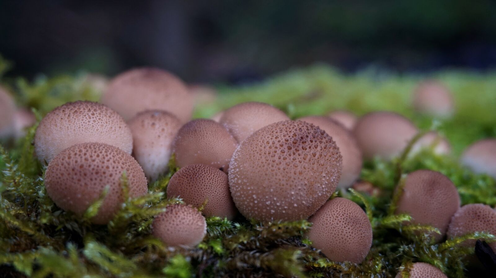 Sony Alpha a5000 (ILCE 5000) sample photo. Mushroom, nature, moss photography